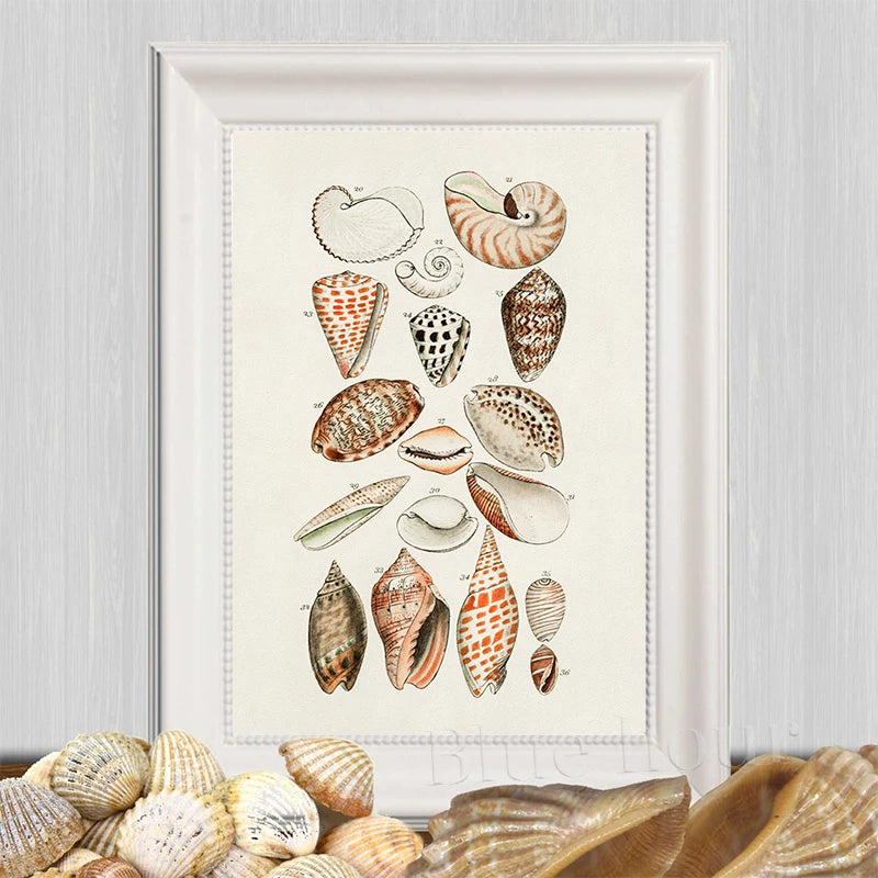 Vintage Seashell Art Beach House Wall Decor ~ Unframed